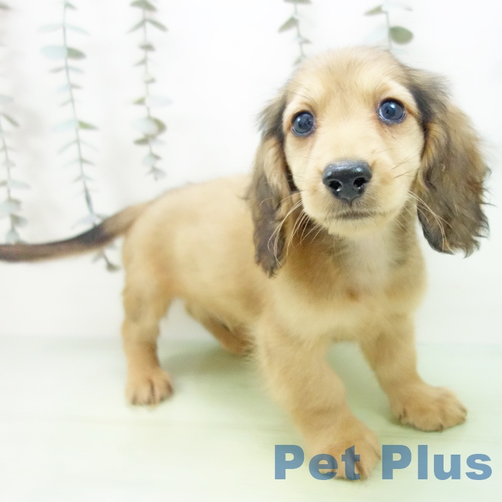 三重県のミニチュアダックスフンド(ロング) (ペットプラス 津南店/2025年9月12日生まれ/男の子/シェーデットイエロー)の子犬の1枚目の画像