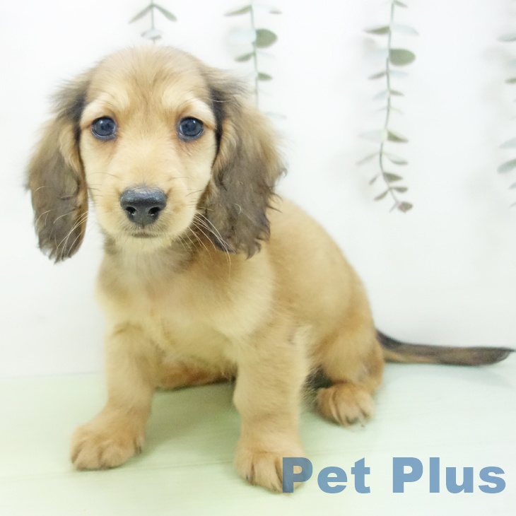 三重県のミニチュアダックスフンド(ロング) (ペットプラス 津南店/2025年9月12日生まれ/男の子/シェーデットイエロー)の子犬の2枚目の画像