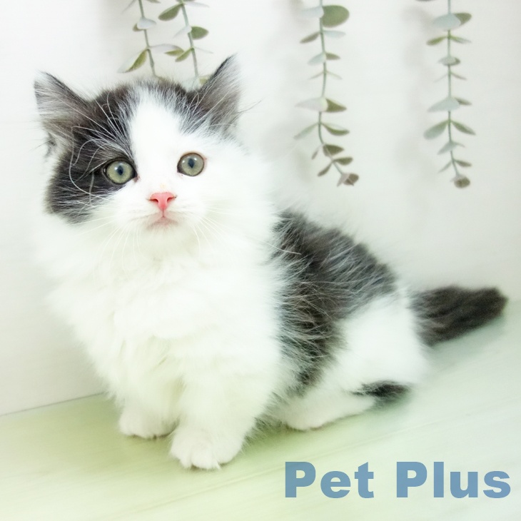 石川県のマンチカン (ペットプラス 白山店/2025年9月13日生まれ/男の子/ブラックホワイト)の子猫の1枚目の画像