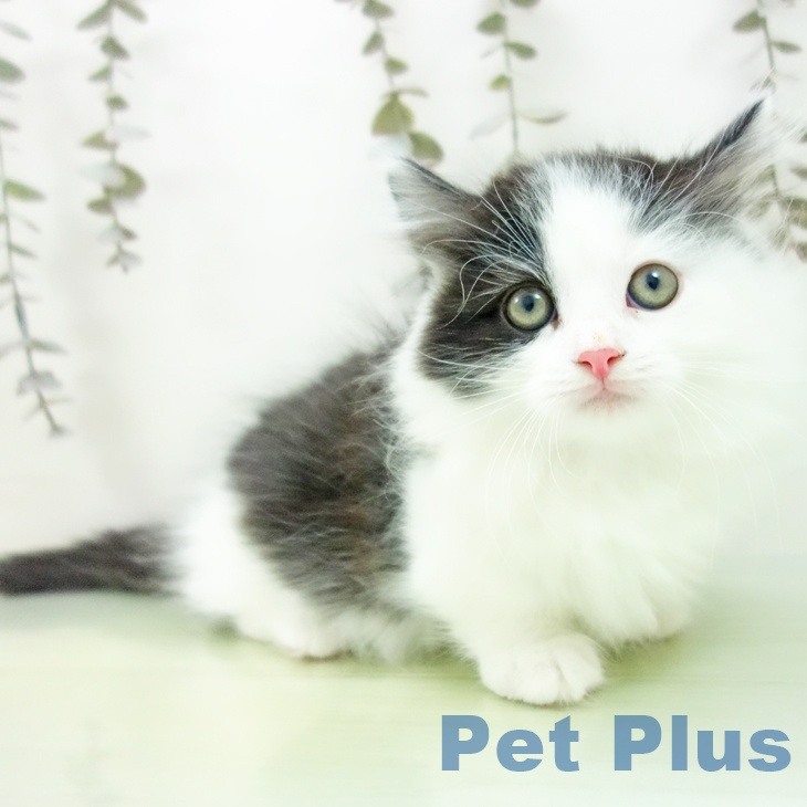石川県のマンチカン (ペットプラス 白山店/2025年9月13日生まれ/男の子/ブラックホワイト)の子猫の2枚目の画像