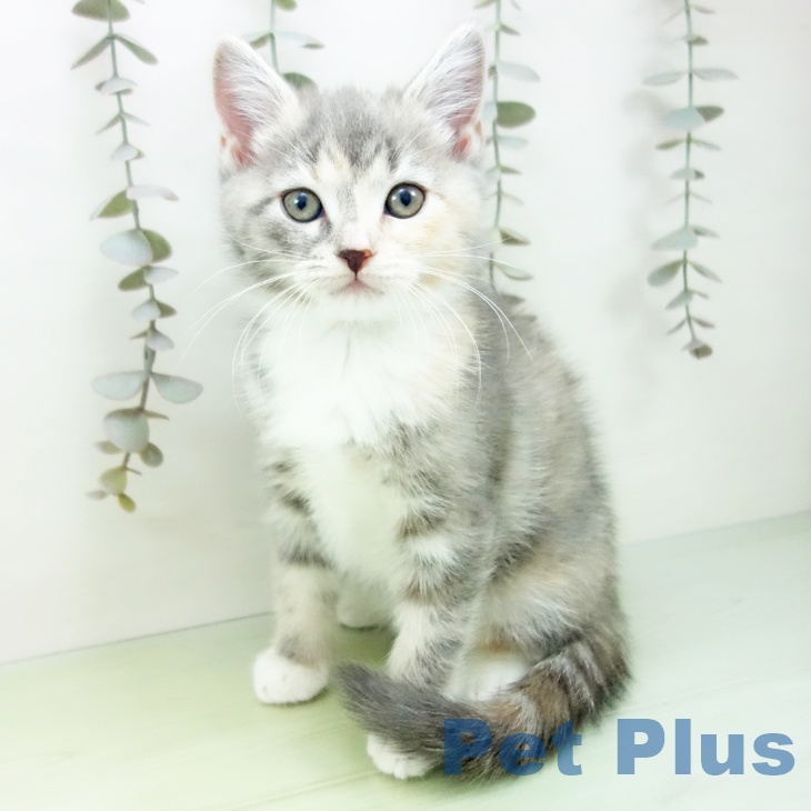 愛知県のマンチカン (ペットプラス イオンモール豊川店/2025年9月13日生まれ/女の子/ブルーパッチドタビーホワイト)の子猫