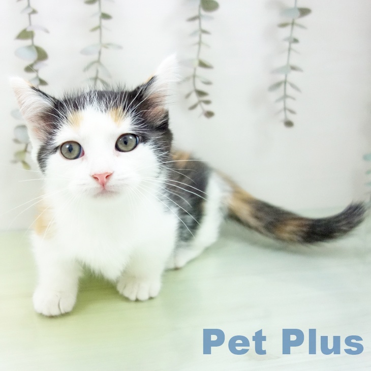 愛知県のマンチカン (ペットプラス 岡崎店/2025年9月13日生まれ/女の子/キャリコ)の子猫の1枚目の画像