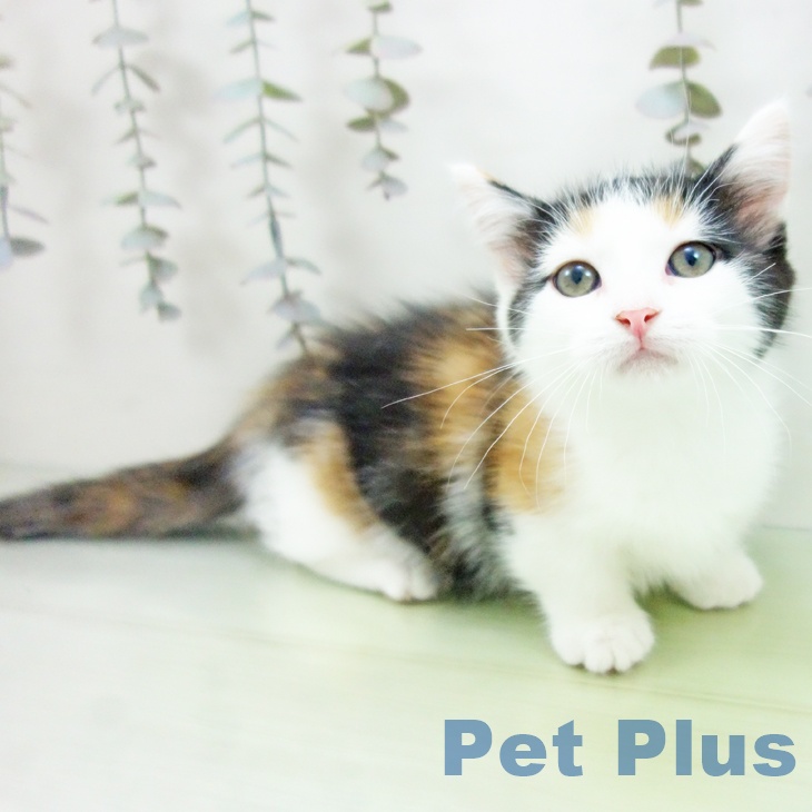 愛知県のマンチカン (ペットプラス 岡崎店/2025年9月13日生まれ/女の子/キャリコ)の子猫の2枚目の画像