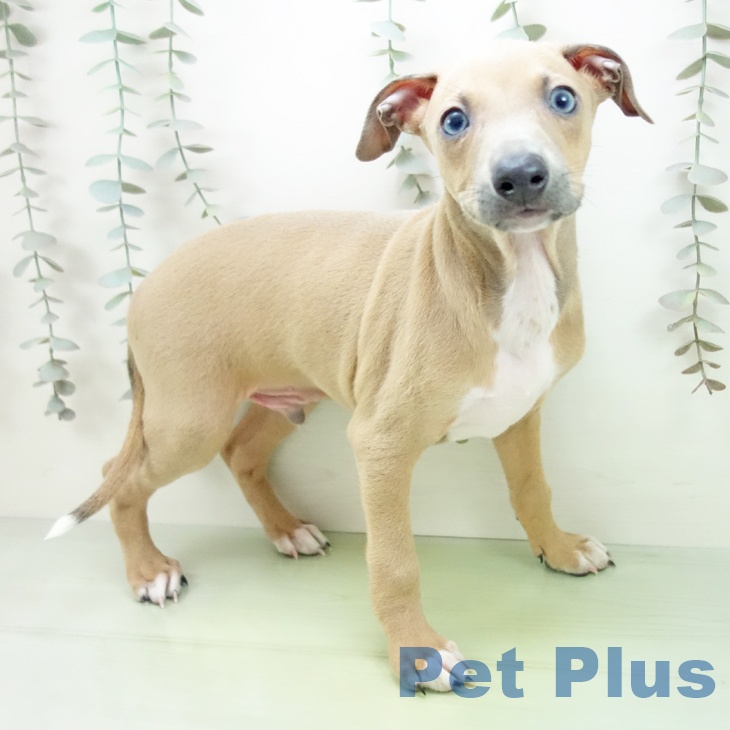 愛知県のイタリアングレーハウンド (ペットプラス 三好店/2025年9月14日生まれ/男の子/ブルーフォーンホワイトマーキングス)の子犬の1枚目の画像