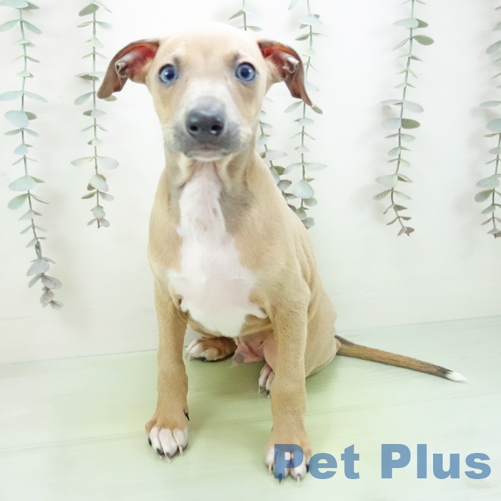 愛知県のイタリアングレーハウンド (ペットプラス 三好店/2025年9月14日生まれ/男の子/ブルーフォーンホワイトマーキングス)の子犬の2枚目の画像