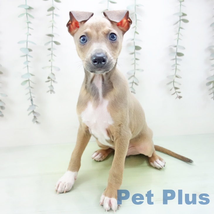 愛知県のイタリアングレーハウンド (ペットプラス 豊橋牧野店/2025年9月14日生まれ/男の子/ブルーフォーンホワイトマーキングス)の子犬の1枚目の画像