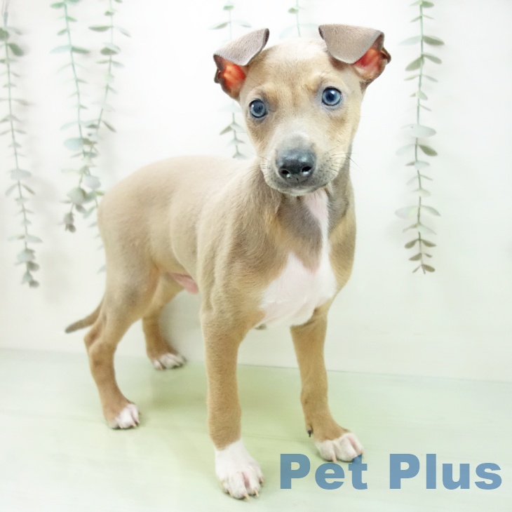 愛知県のイタリアングレーハウンド (ペットプラス 豊橋牧野店/2025年9月14日生まれ/男の子/ブルーフォーンホワイトマーキングス)の子犬の2枚目の画像