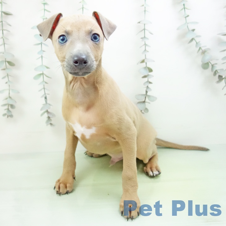 愛知県のイタリアングレーハウンド (ペットプラス みなと店/2025年9月14日生まれ/男の子/ブルーフォーン)の子犬の1枚目の画像