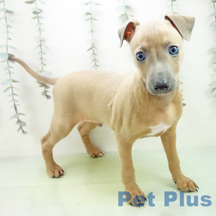 愛知県のイタリアングレーハウンド (ペットプラス みなと店/2025年9月14日生まれ/男の子/ブルーフォーン)の子犬の2枚目の画像