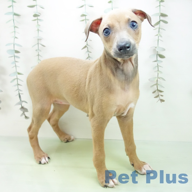 三重県のイタリアングレーハウンド (ペッツワン 桑名店/2025年9月14日生まれ/女の子/ブルーフォーンホワイトマーキングス)の子犬の1枚目の画像