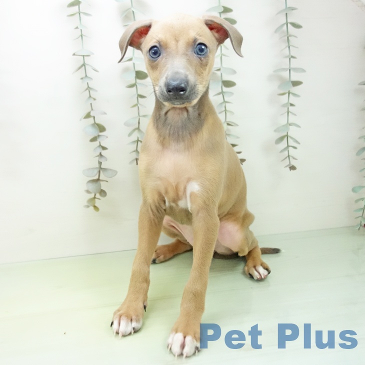 三重県のイタリアングレーハウンド (ペッツワン 桑名店/2025年9月14日生まれ/女の子/ブルーフォーンホワイトマーキングス)の子犬の2枚目の画像