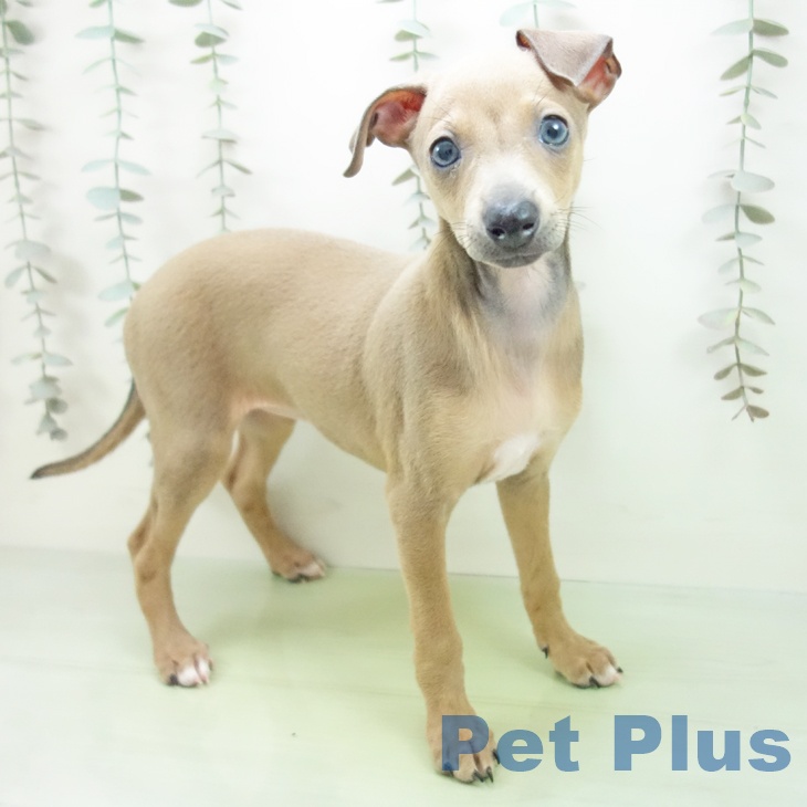三重県のイタリアングレーハウンド (ペットプラス 津南店/2025年9月14日生まれ/女の子/ブルーフォーンホワイトマーキングス)の子犬の1枚目の画像