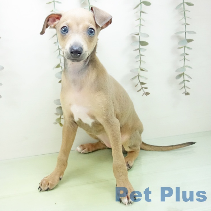 三重県のイタリアングレーハウンド (ペットプラス 津南店/2025年9月14日生まれ/女の子/ブルーフォーンホワイトマーキングス)の子犬の2枚目の画像