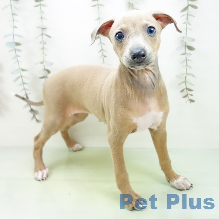 岐阜県のイタリアングレーハウンド (ペットプラス 各務原店/2025年9月14日生まれ/女の子/ブルーフォーンホワイトマーキングス)の子犬の1枚目の画像