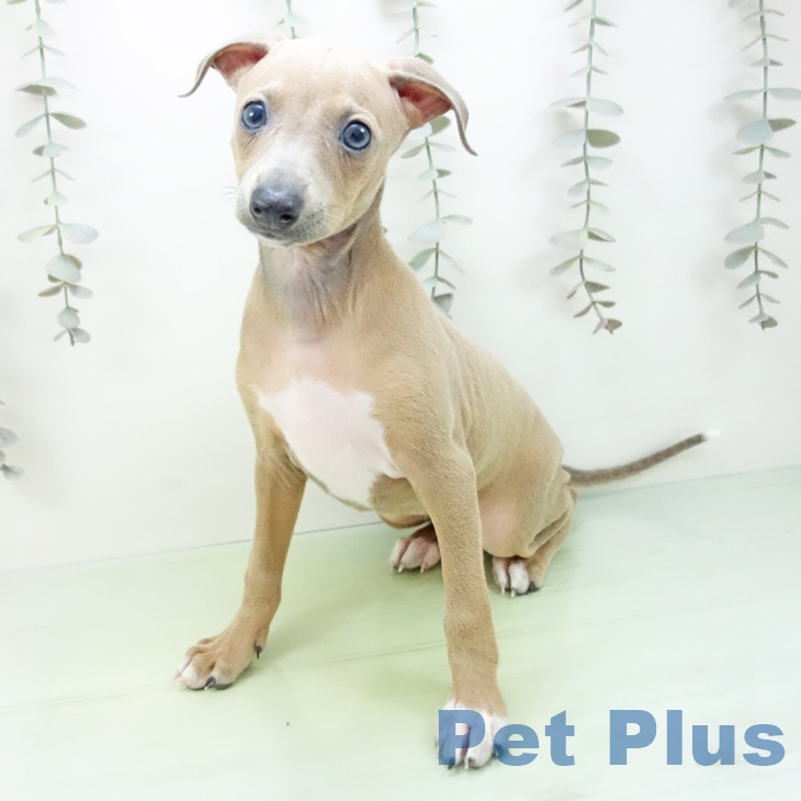 岐阜県のイタリアングレーハウンド (ペットプラス 各務原店/2025年9月14日生まれ/女の子/ブルーフォーンホワイトマーキングス)の子犬の2枚目の画像