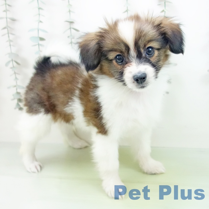 愛知県のパピヨン (ペットプラス イオンモール豊川店/2025年9月14日生まれ/男の子/ホワイトブラウン)の子犬