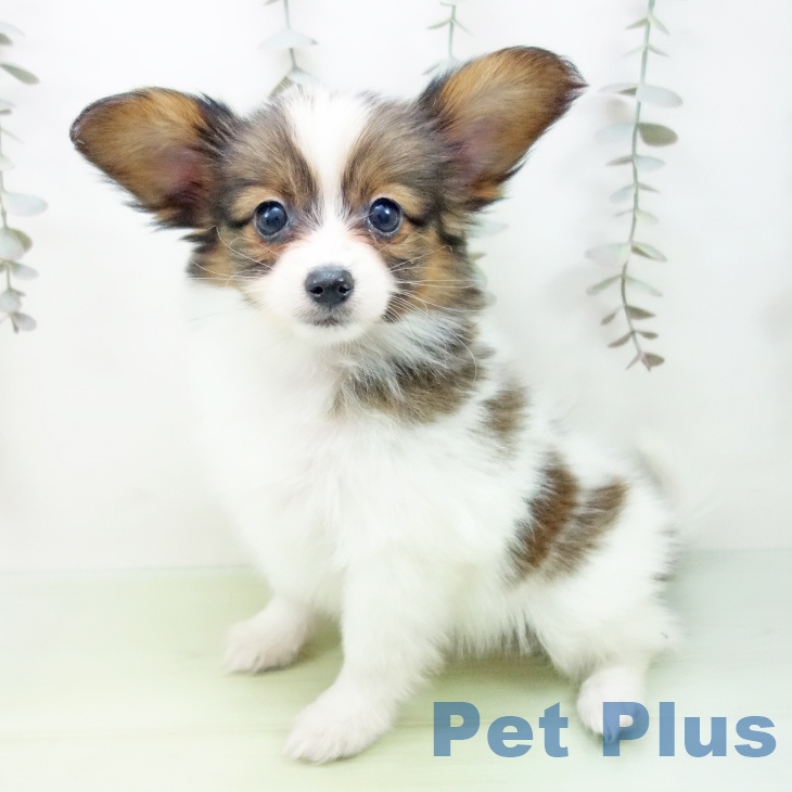岐阜県のパピヨン (ペットプラス 各務原店/2025年9月14日生まれ/男の子/ホワイトブラウン)の子犬の1枚目の画像