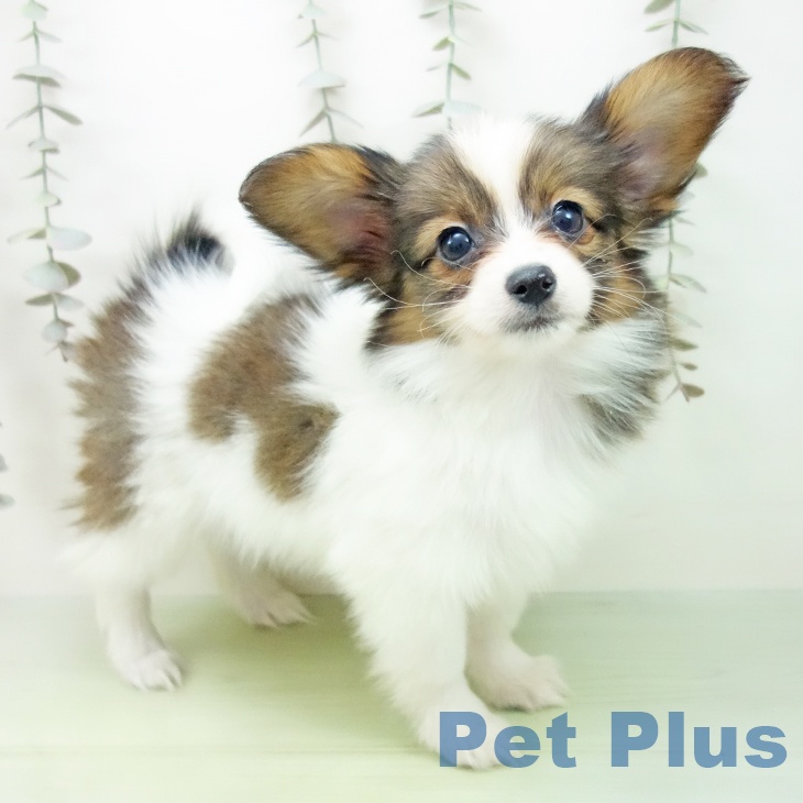 岐阜県のパピヨン (ペットプラス 各務原店/2025年9月14日生まれ/男の子/ホワイトブラウン)の子犬の2枚目の画像
