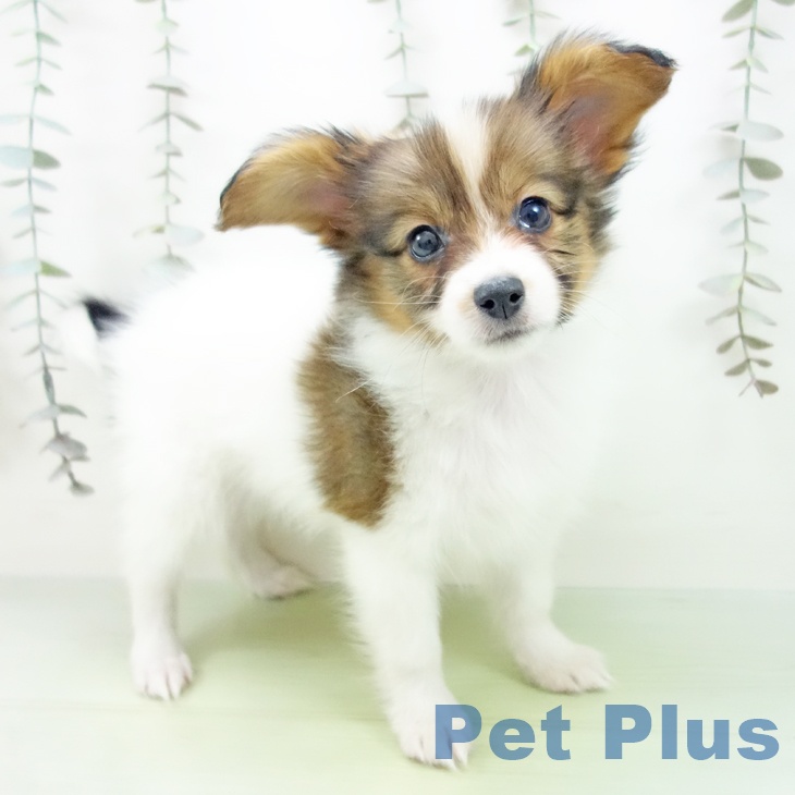 愛知県のパピヨン (ペットプラス 名古屋茶屋店/2025年9月14日生まれ/男の子/ホワイトブラウン)の子犬