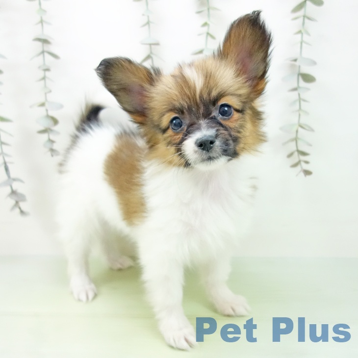 愛知県のパピヨン (ペットプラス ナゴヤドーム前店/2025年9月14日生まれ/女の子/ホワイトブラウン)の子犬
