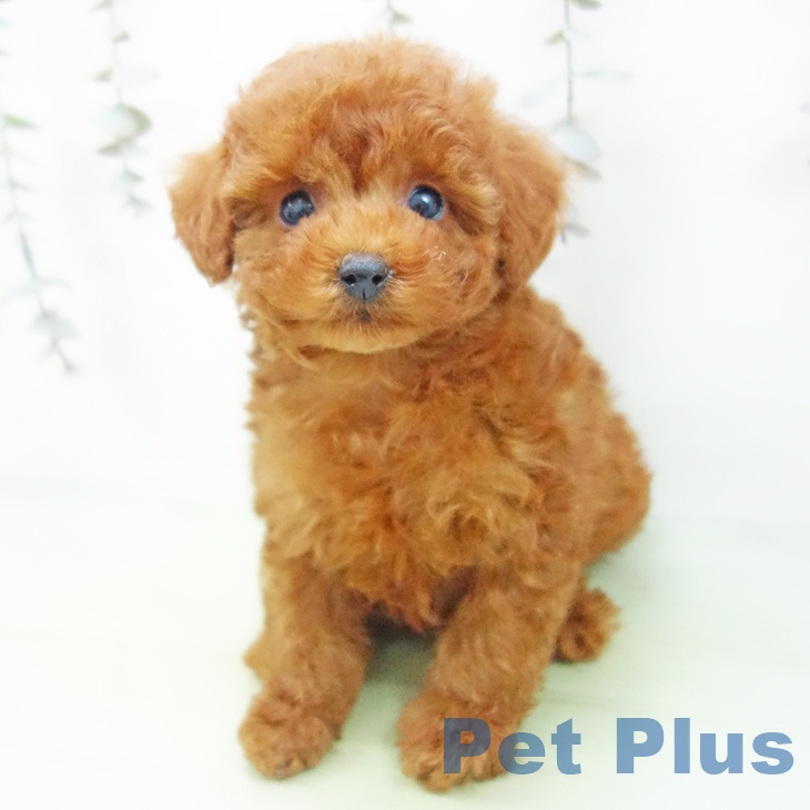 愛知県のトイプードル(トイ) (ペットプラス 岡崎店/2025年9月15日生まれ/男の子/レッド)の子犬の1枚目の画像
