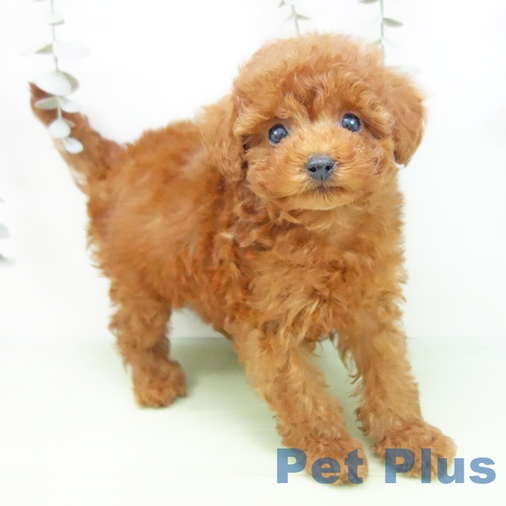 愛知県のトイプードル(トイ) (ペットプラス 岡崎店/2025年9月15日生まれ/男の子/レッド)の子犬の2枚目の画像