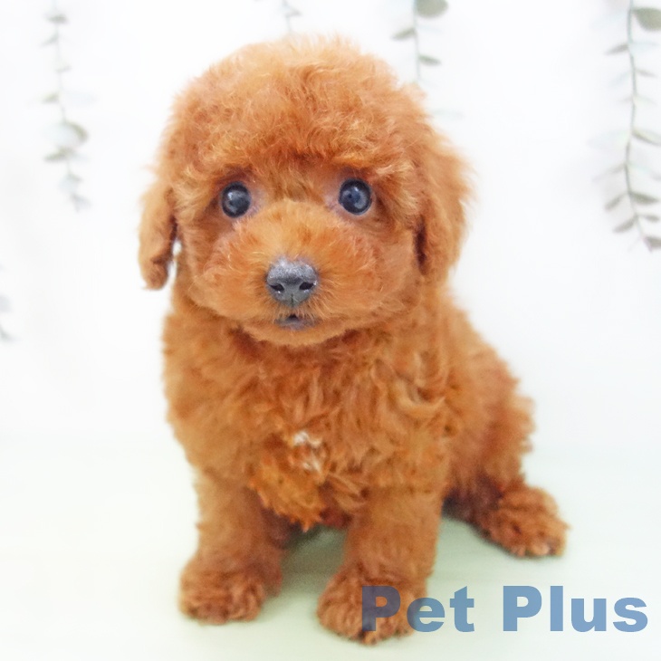 トイ・プードル