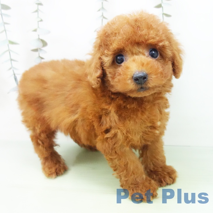 トイ・プードル