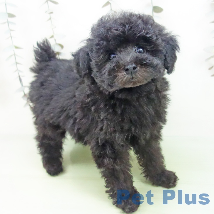 石川県のトイプードル(トイ) (ペットプラス 白山店/2025年9月12日生まれ/男の子/ブラック)の子犬の1枚目の画像