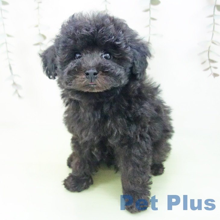 石川県のトイプードル(トイ) (ペットプラス 白山店/2025年9月12日生まれ/男の子/ブラック)の子犬の2枚目の画像