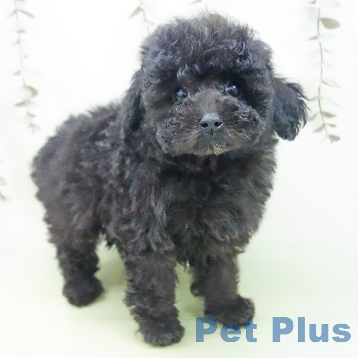 トイ・プードル