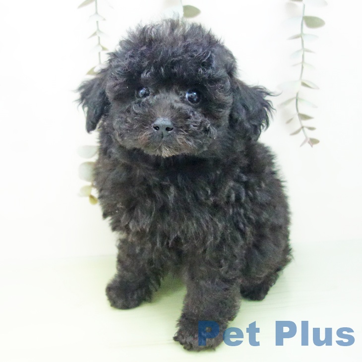 三重県のトイプードル(トイ) (ペットプラス 津南店/2025年9月12日生まれ/男の子/ブラック)の子犬の2枚目の画像