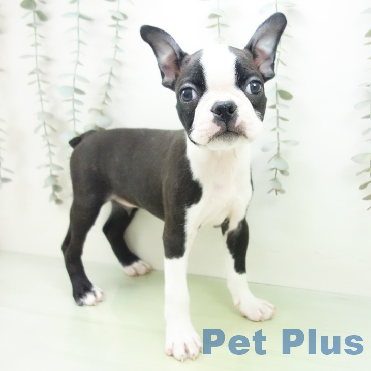 岐阜県のボストンテリア (ペットプラス 各務原店/2025年9月13日生まれ/男の子/ボストンカラー)の子犬の1枚目の画像