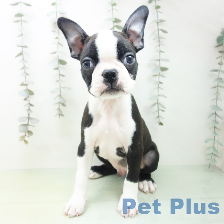 岐阜県のボストンテリア (ペットプラス 各務原店/2025年9月13日生まれ/男の子/ボストンカラー)の子犬の2枚目の画像