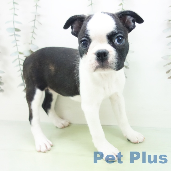 ボストン・テリア