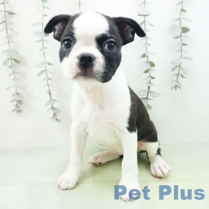 愛知県のボストンテリア (ペットプラス 豊田店/2025年9月13日生まれ/女の子/ボストンカラー)の子犬の2枚目の画像