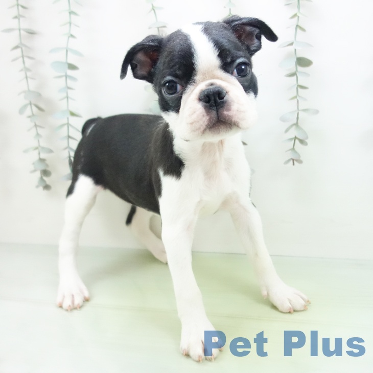 ボストン・テリア