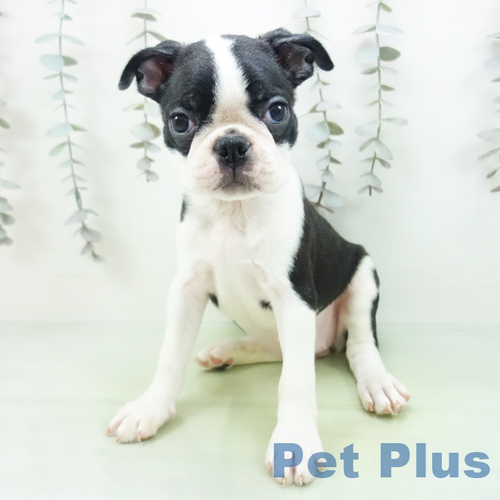 ボストン・テリアの写真2