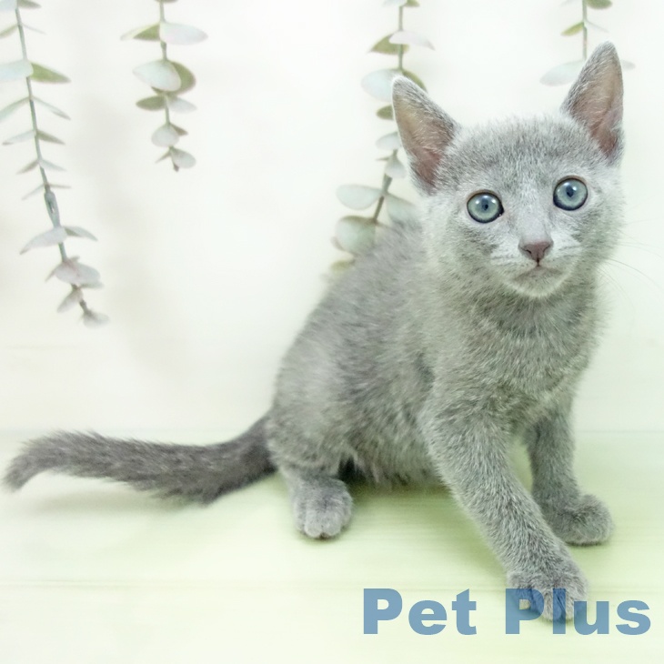 石川県のロシアンブルー (ペットプラス 白山店/2025年9月15日生まれ/女の子/ブルー)の子猫の2枚目の画像
