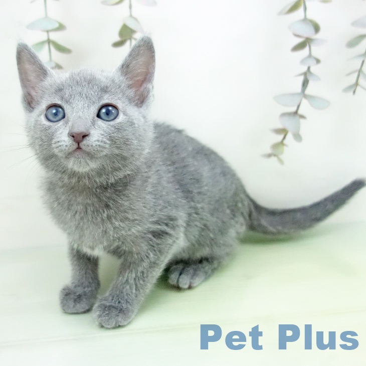 愛知県のロシアンブルー (ペットプラス 岡崎店/2025年9月15日生まれ/女の子/ブルー)の子猫の1枚目の画像