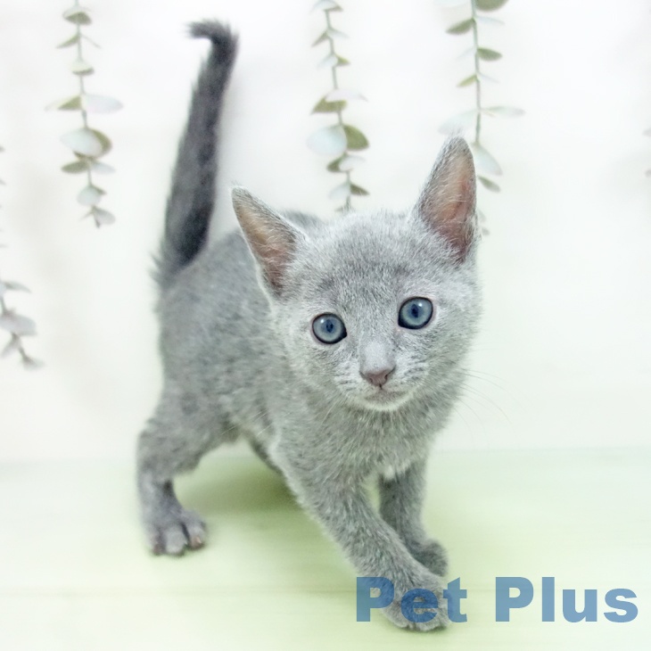 愛知県のロシアンブルー (ペットプラス 岡崎店/2025年9月15日生まれ/女の子/ブルー)の子猫の2枚目の画像