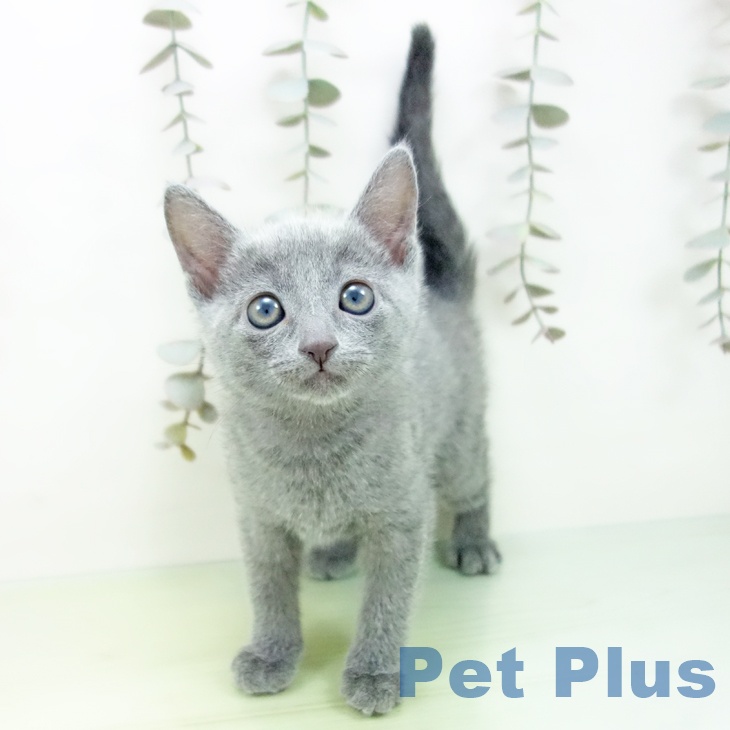 愛知県のロシアンブルー (ペットプラス ナゴヤドーム前店/2025年9月15日生まれ/女の子/ブルー)の子猫