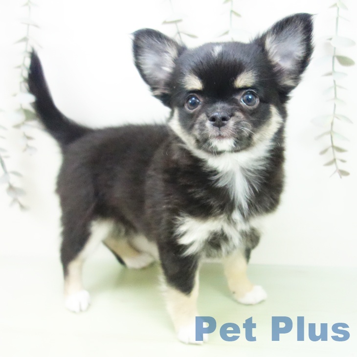 福井県のチワワ(ロング) (ペットプラス 福井店/2025年9月13日生まれ/女の子/ブラックタンホワイト)の子犬の1枚目の画像
