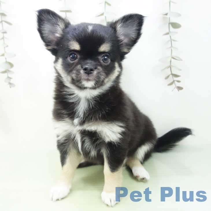福井県のチワワ(ロング) (ペットプラス 福井店/2025年9月13日生まれ/女の子/ブラックタンホワイト)の子犬の2枚目の画像