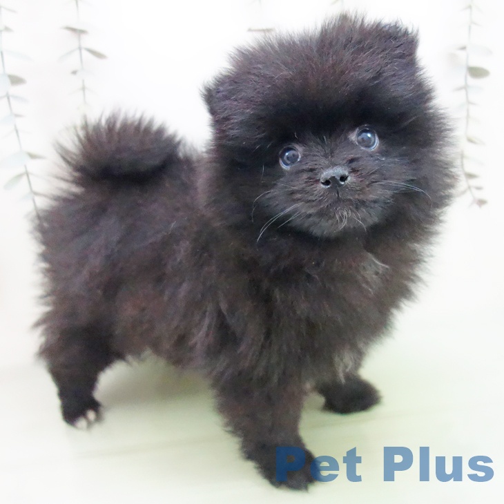 岐阜県のポメラニアン (ペットプラス 光ケ丘店/2025年9月12日生まれ/男の子/ブラック)の子犬