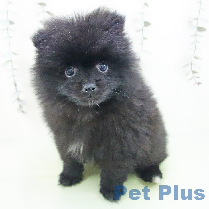 岐阜県のポメラニアン (ペットプラス 光ケ丘店/2025年9月12日生まれ/男の子/ブラック)の子犬の2枚目の画像