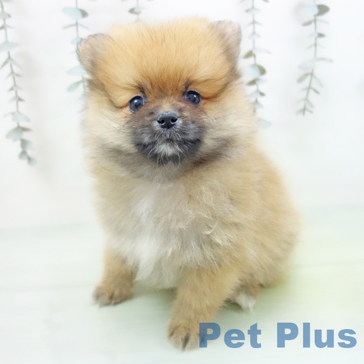 石川県のポメラニアン (ペットプラス 白山店/2025年9月12日生まれ/男の子/オレンジ)の子犬の2枚目の画像