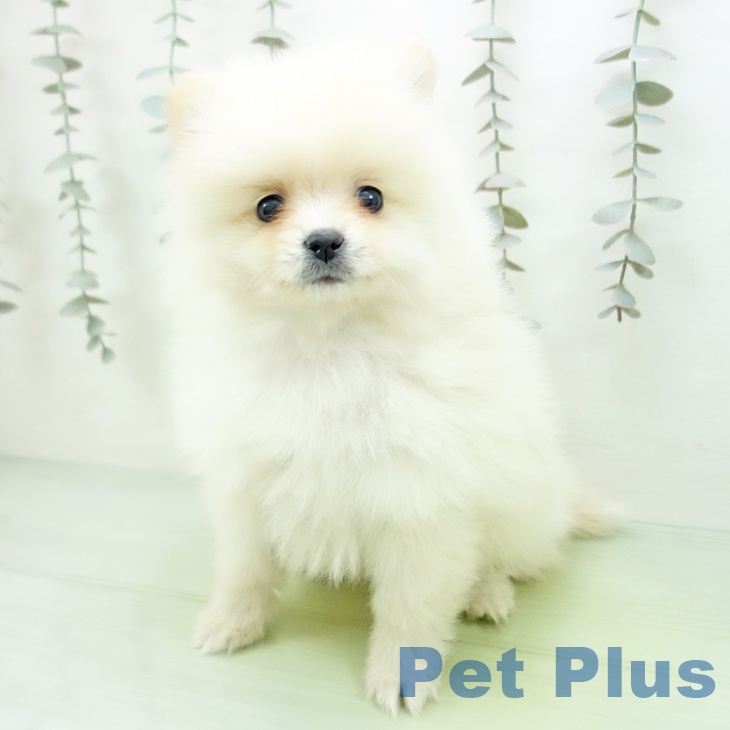 愛知県のポメラニアン (ペットプラス mozoワンダーシティ店/2025年9月12日生まれ/女の子/クリーム)の子犬の2枚目の画像
