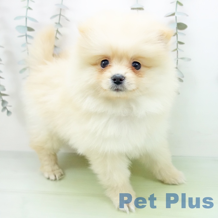 愛知県のポメラニアン (ペットプラス 岡崎店/2025年9月12日生まれ/女の子/クリーム)の子犬の1枚目の画像
