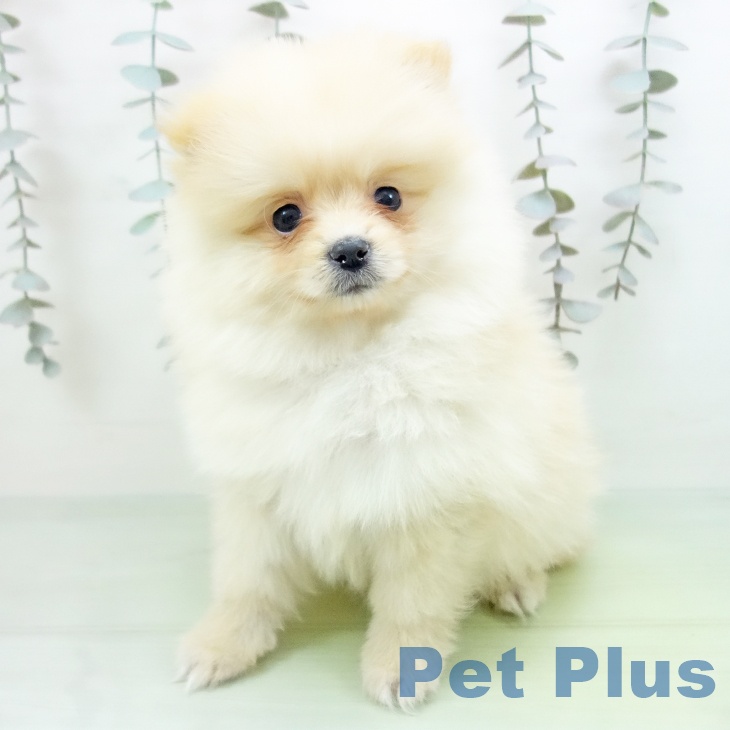 愛知県のポメラニアン (ペットプラス 岡崎店/2025年9月12日生まれ/女の子/クリーム)の子犬の2枚目の画像